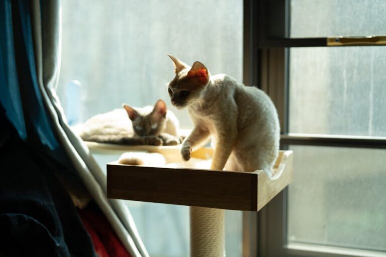 Is pet insurance worth it for indoor cats – Ultimate Guide 2026