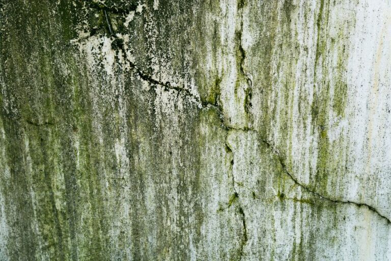 Mold damage insurance coverage warning – Ultimate Guide 2026