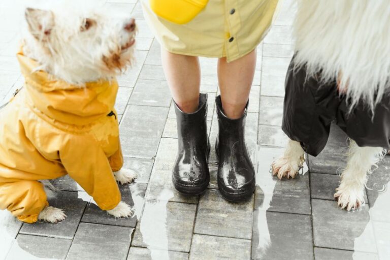 Pet insurance that covers pre-existing conditions – Ultimate Guide 2026