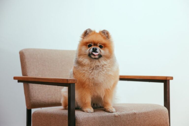 Pet insurance claims statistics most common – Ultimate Guide 2026