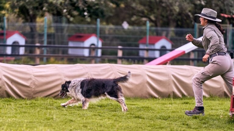 Insurance for dog trainers and kennels – Ultimate Guide 2026
