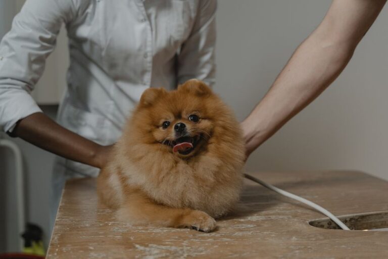Pet Insurance That Covers Routine Care: The Secret to Saving Thousands on Vet Bills