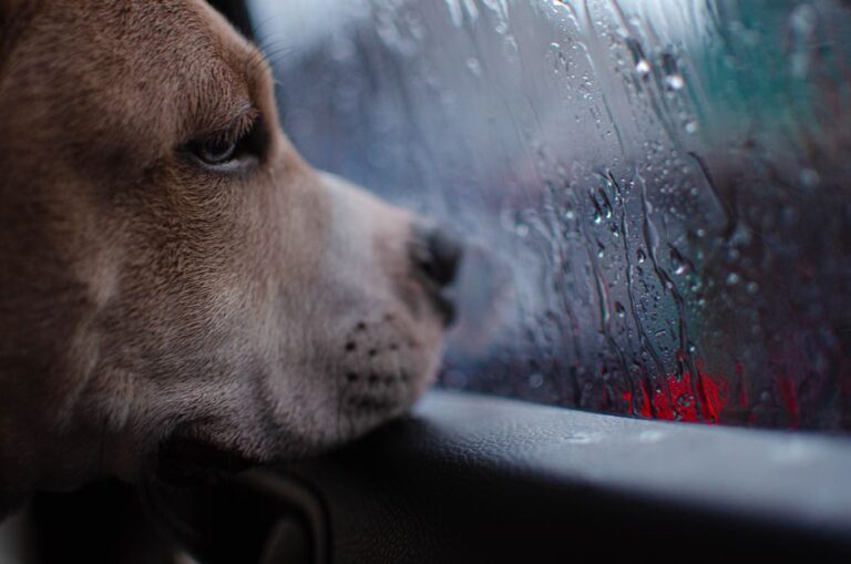 Pet Insurance Denied for Pre-Existing Condition? Here’s How to Appeal and Win
